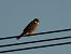 Eurasian Hobby  - Kacper Mikulski