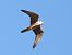 Eurasian Hobby  - Kacper Mikulski