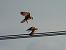 Eurasian Hobby  - Kacper Mikulski