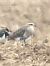 Sociable Lapwing  - Robert Wysocki