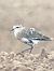 Sociable Lapwing  - Robert Wysocki