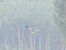 Pallid Harrier  - Mirosław Nowicki