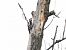 Hybrid Great Spotted x Syrian Woodpecker  - Mirosław Nowicki