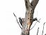 Hybrid Great Spotted x Syrian Woodpecker  - Mirosław Nowicki