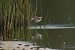 łęczak  - Henryk Piernikarczyk