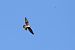 Wanderfalke 