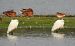 Aigrette garzette 