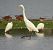 Aigrette garzette 