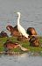 Aigrette garzette 