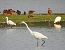 Aigrette garzette 