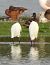 Aigrette garzette 