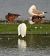 Aigrette garzette 