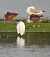 Aigrette garzette 