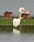 Aigrette garzette 