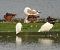 Aigrette garzette 