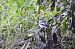 European Pied Flycatcher  - Justyna Krawczyk