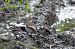 European Pied Flycatcher  - Justyna Krawczyk