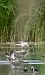 Common Shelduck  - Krzysztof Lis