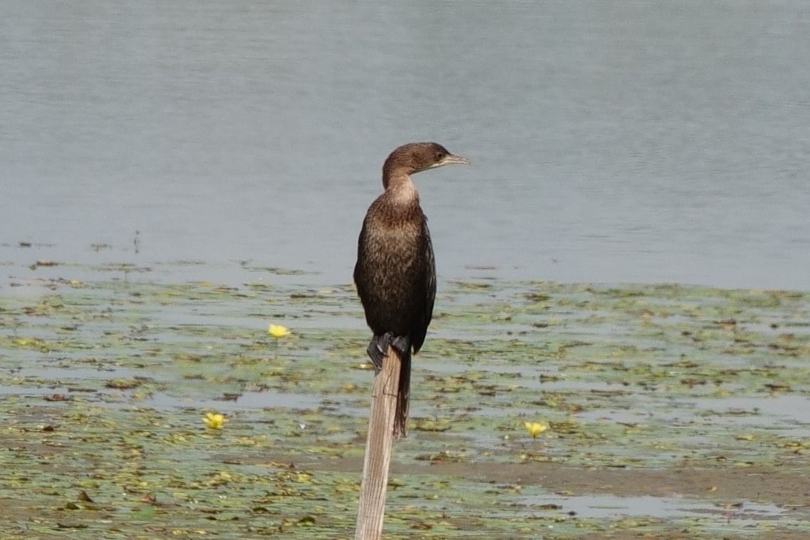 kormoran mały  - Jan Dacko
