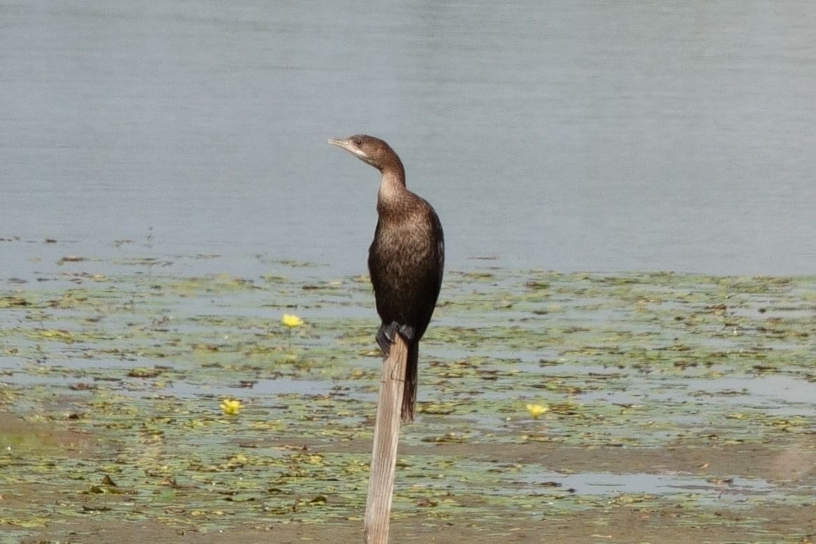 kormoran mały  - Jan Dacko