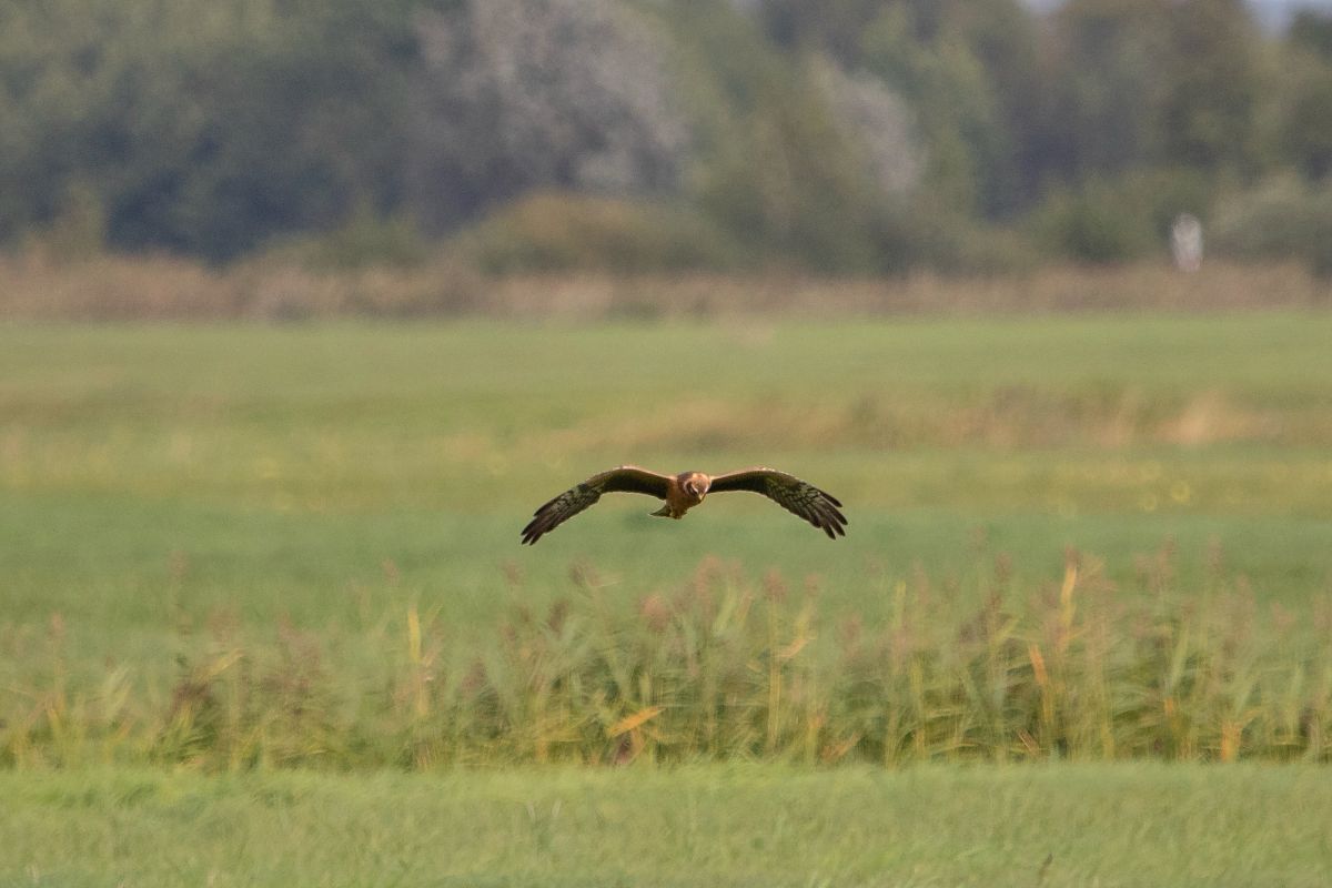 błotniak stepowy 