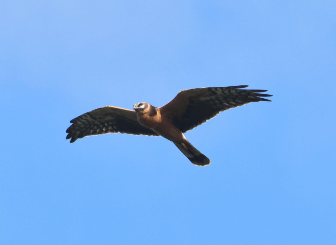Pallid Harrier  - Arek Szypicyn