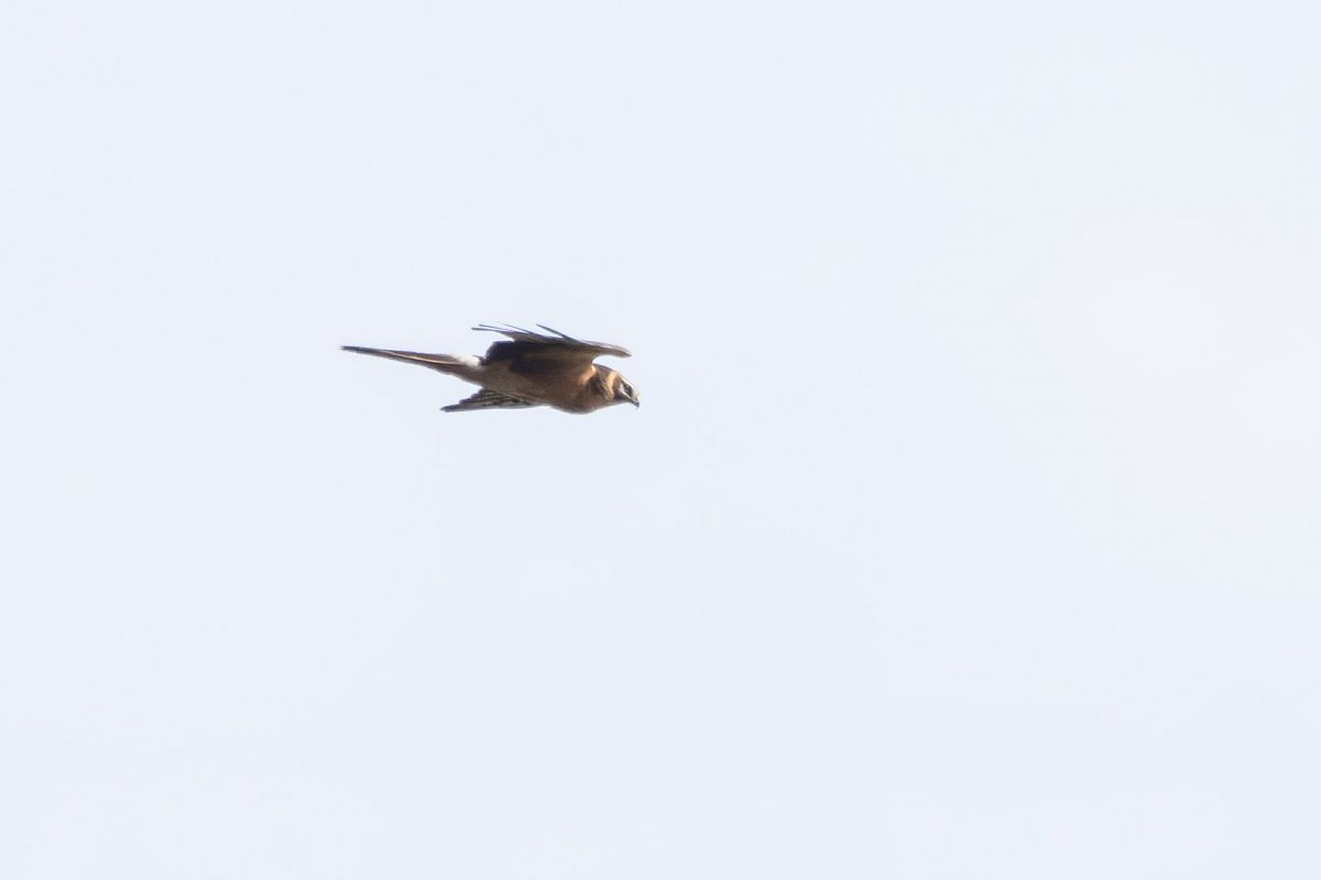 Pallid Harrier  - Katarzyna Matusik
