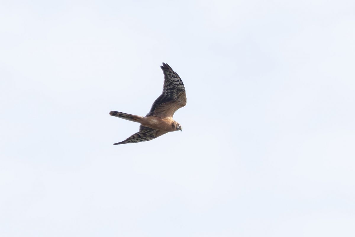 Pallid Harrier  - Katarzyna Matusik