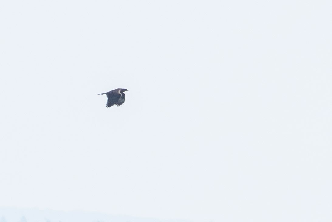 European Honey Buzzard  - Katarzyna Matusik