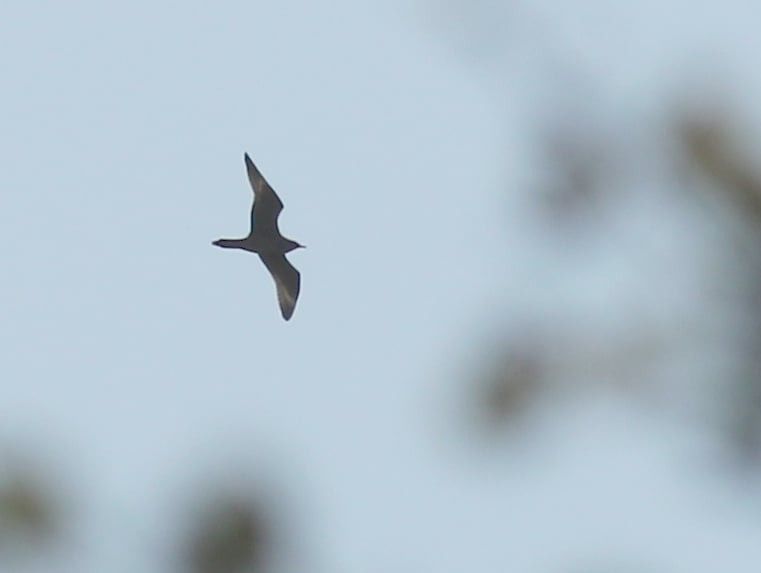 Long-tailed Jaeger  - Andrzej Szuksztul