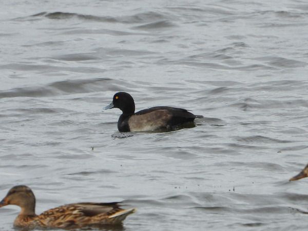 Tufted Duck  - Andrzej Tarasiuk