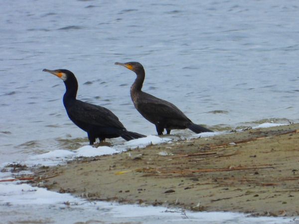 kormoran  - Andrzej Tarasiuk