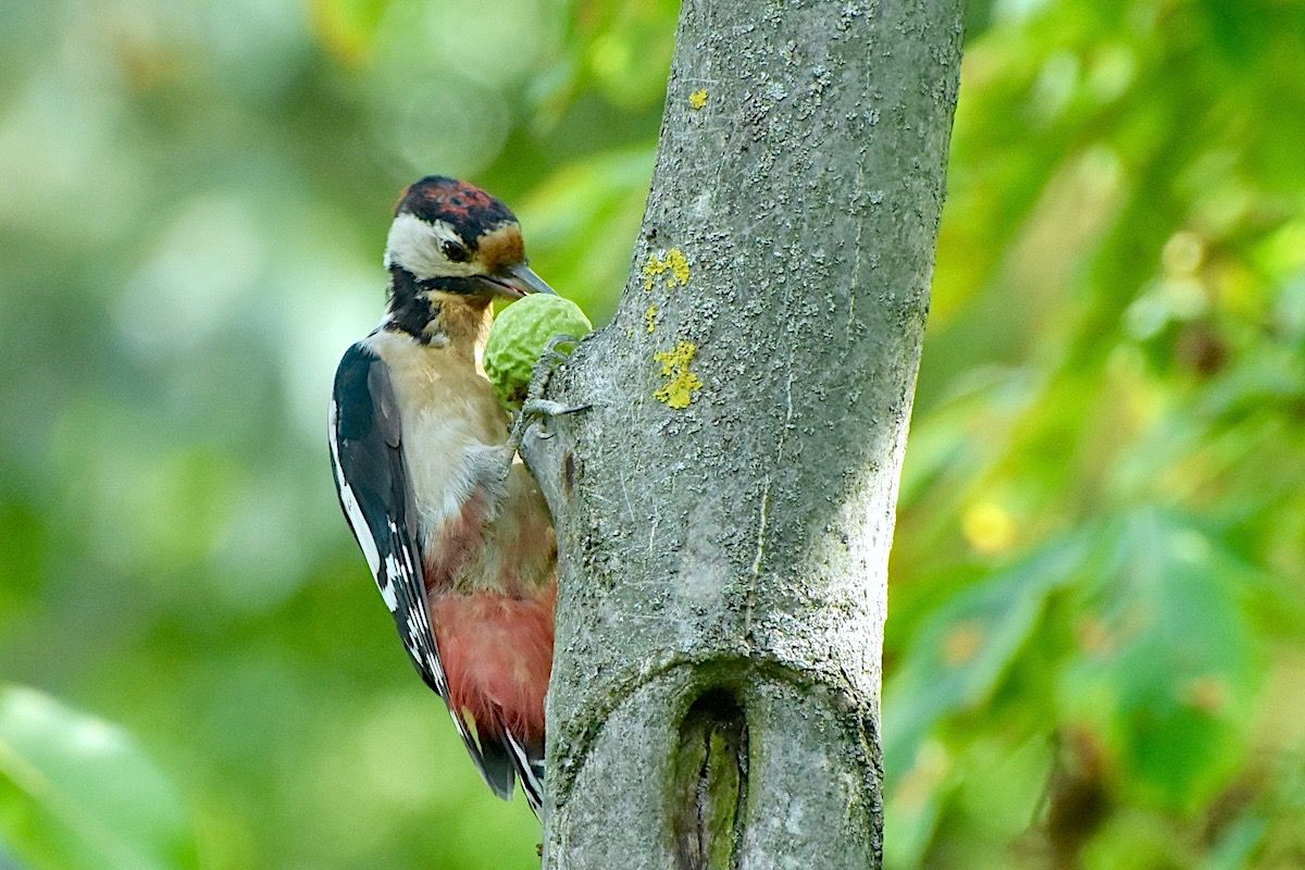 Syrian Woodpecker  - Hanna Żelichowska