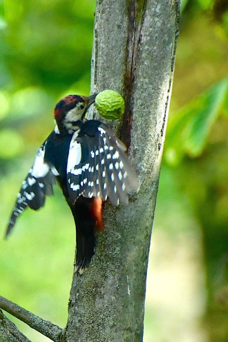 Syrian Woodpecker  - Hanna Żelichowska