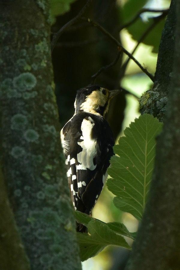Syrian Woodpecker  - Hanna Żelichowska