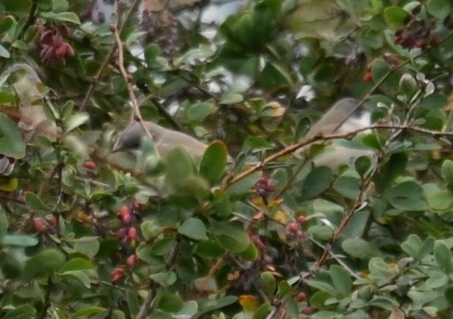 Lesser Whitethroat  - Hanna Żelichowska
