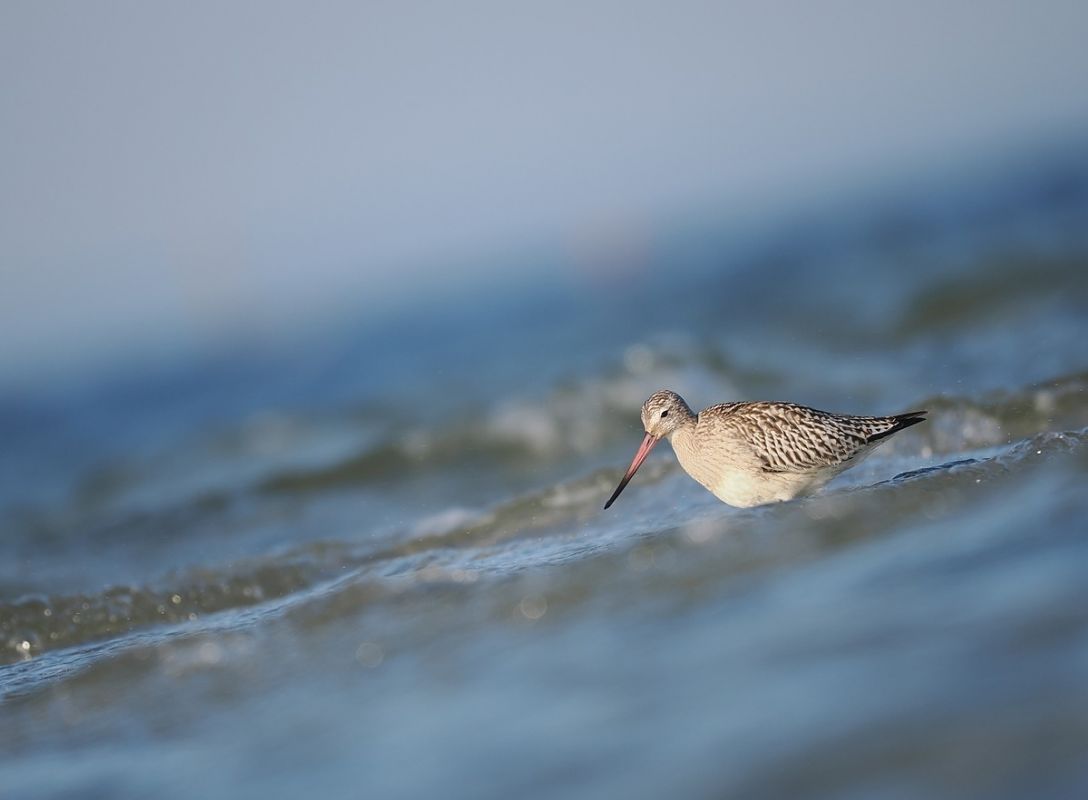 szlamnik  - Mariusz Dąbek