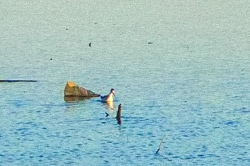 Red-necked Phalarope 