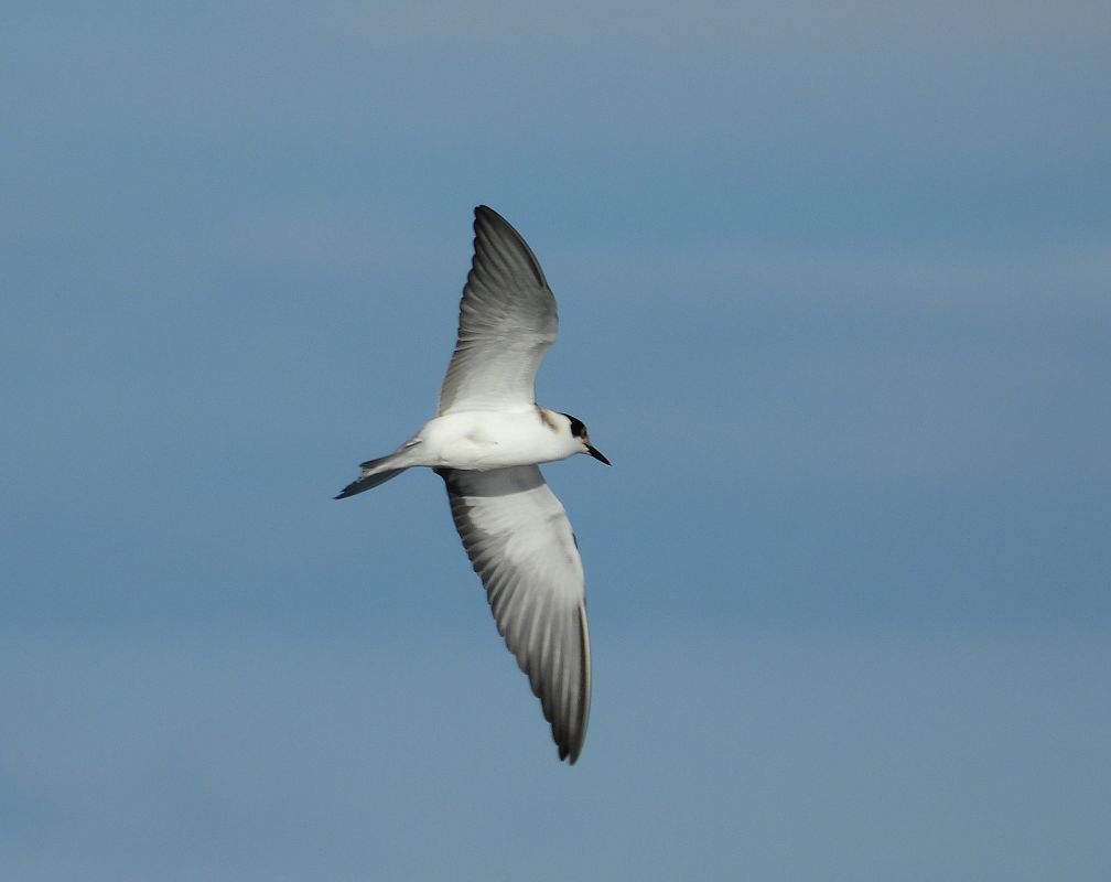 Black Tern  - Jarosław Słowikowski