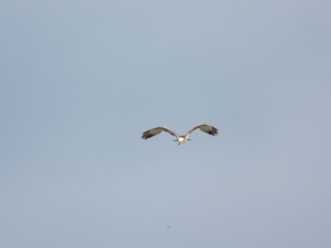 Balbuzard pêcheur 