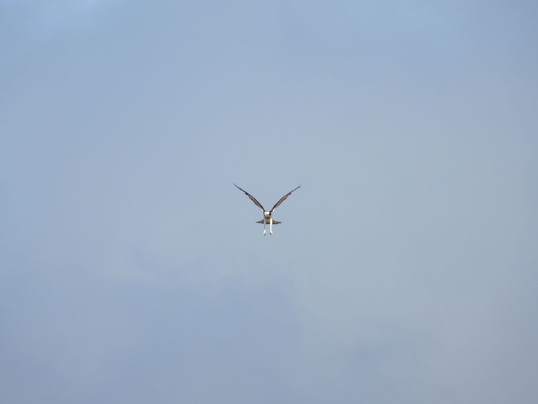Osprey 