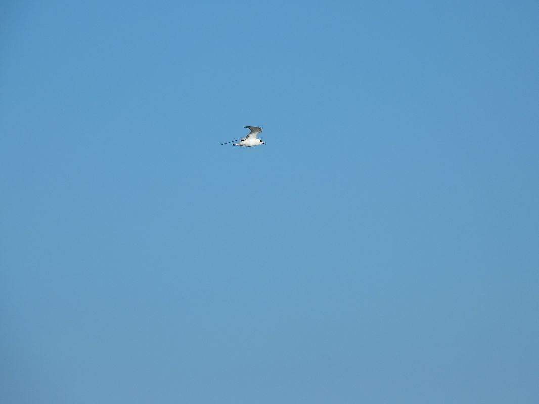 Balbuzard pêcheur 