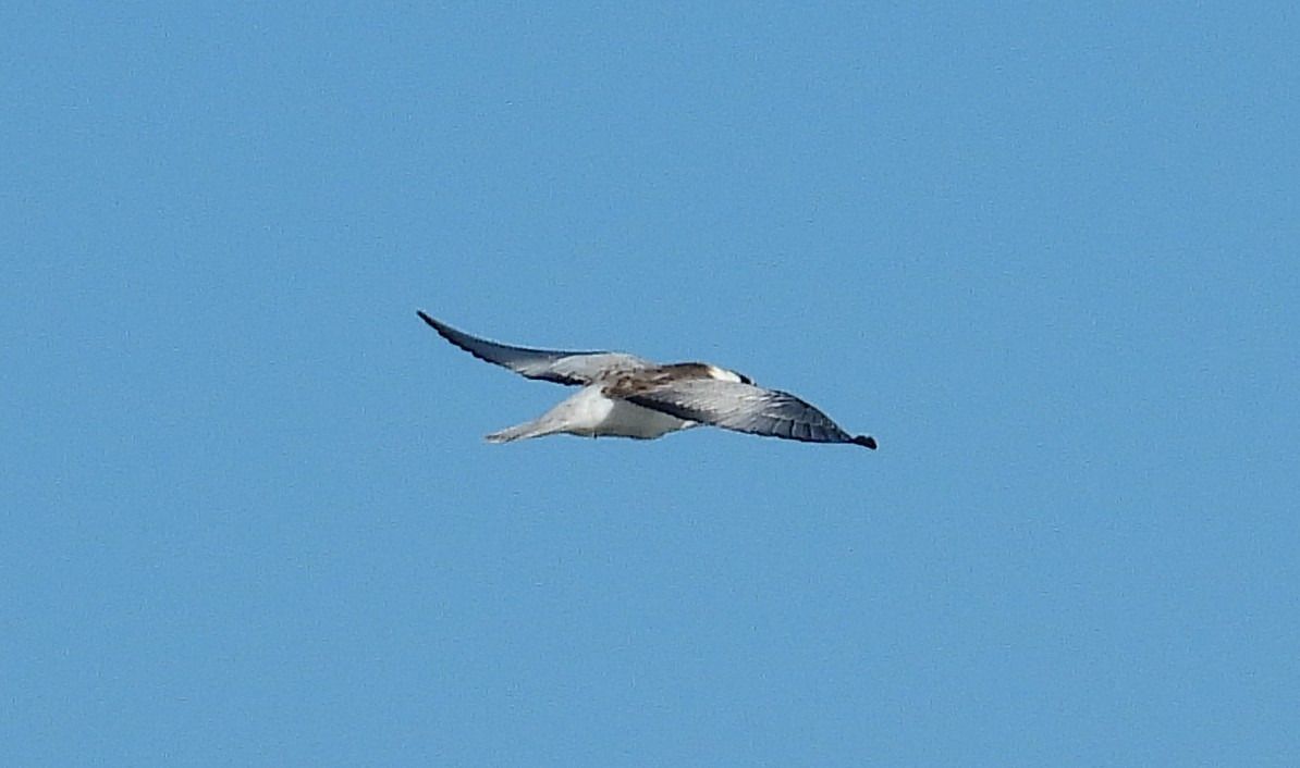 Balbuzard pêcheur 
