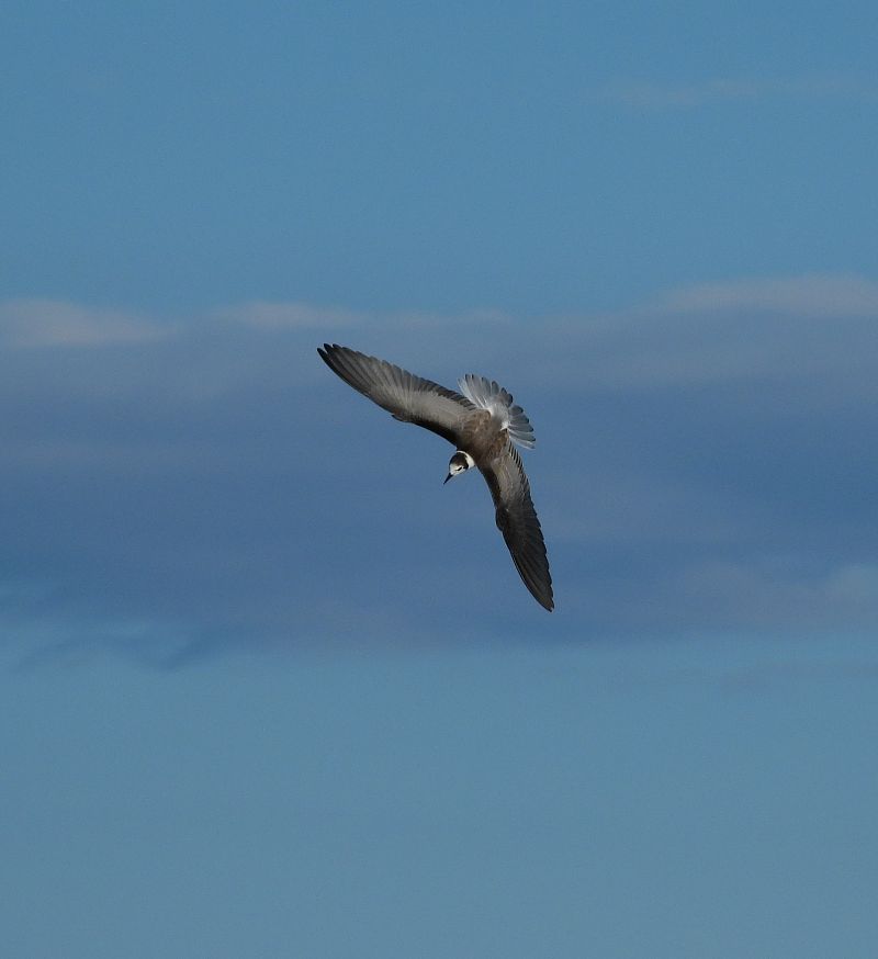 Guifette noire  - Jarosław Słowikowski