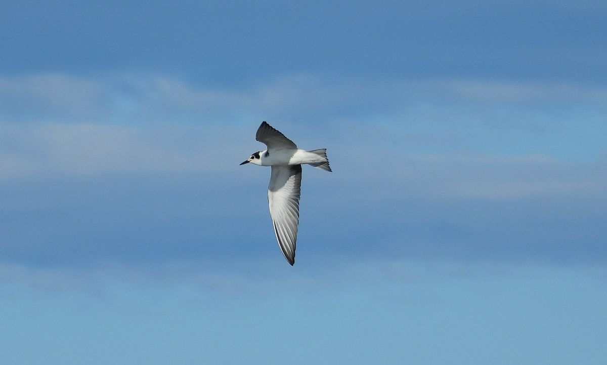 Black Tern  - Jarosław Słowikowski