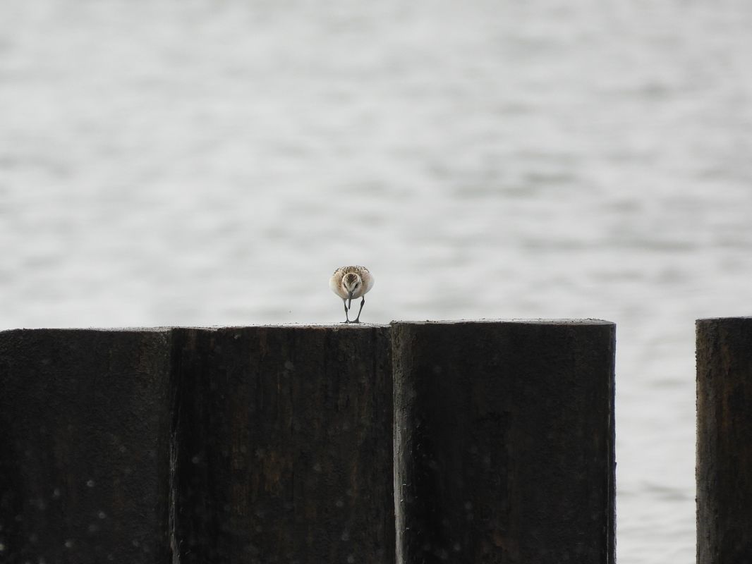 Sanderling  - Jarosław Słowikowski
