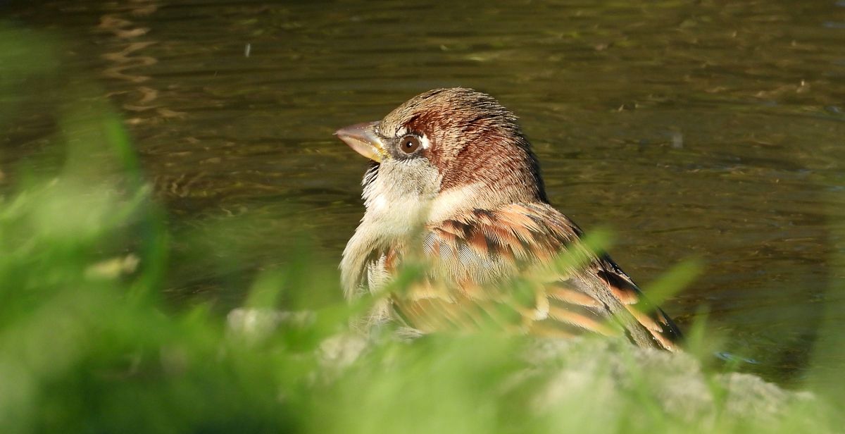 Moineau domestique  - Jarosław Słowikowski