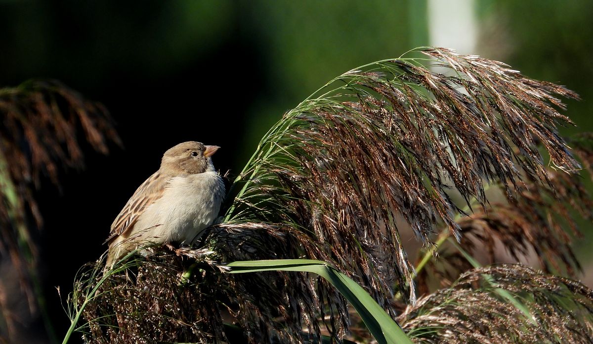 Moineau domestique  - Jarosław Słowikowski