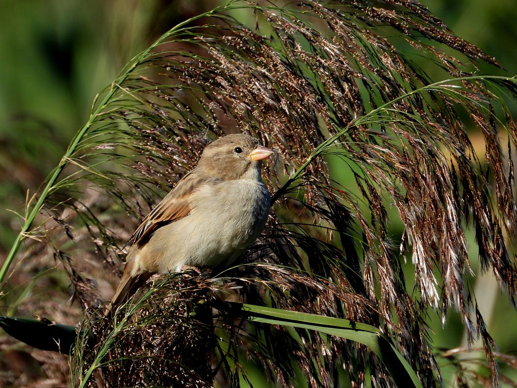 Moineau domestique  - Jarosław Słowikowski