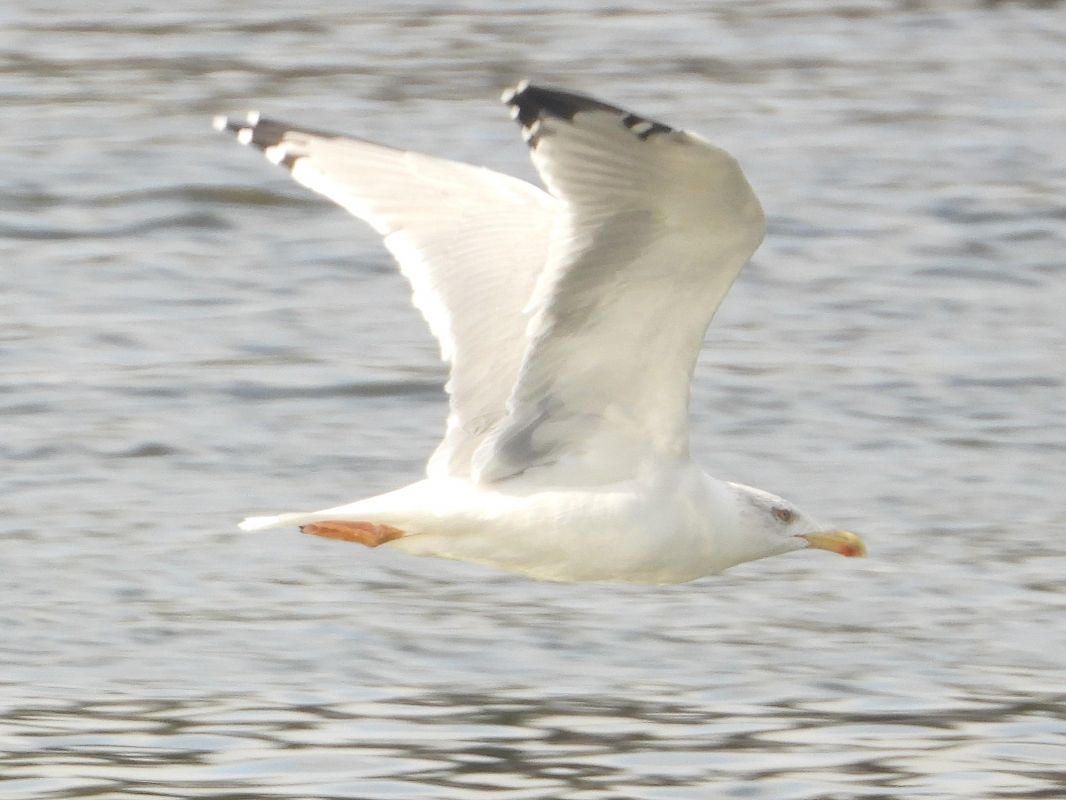 Mittelmeermöwe 